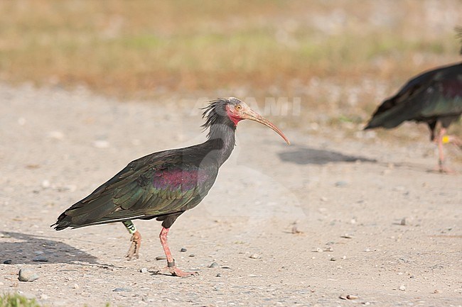 Northern Bald Ibis - Waldrapp - Geronticus eremita, Turkey, adult stock-image by Agami/Ralph Martin,