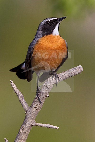 Perzische Roodborst zittend op tak; White-throated Robin perched on branch stock-image by Agami/Daniele Occhiato,
