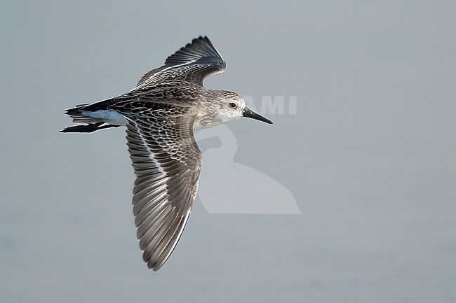 Juvenile Semipalmated Sandpiper (Calidris pusilla) in autumn, side view of bird in flight against light blue background stock-image by Agami/Kari Eischer,