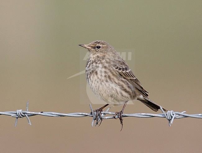 British Rock Pipit (Anthus petrosus petrosus) at Blakeney Fresh Marsh, Norfolk, England. Sitting on barbed wire. stock-image by Agami/Steve Gantlett,