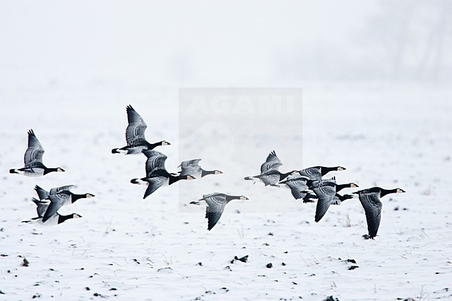 Groep Brandganzen in de sneeuw; Group of Barnacle Geese in snow stock-image by Agami/Menno van Duijn,