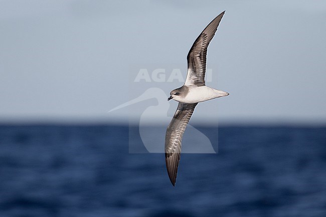 Adult Zino's Petrel or freira (Pterodroma madeira) off Madeira. Flying above the Atlantic ocean. Seen from the side, showing under wing pattern. stock-image by Agami/Josh Jones,
