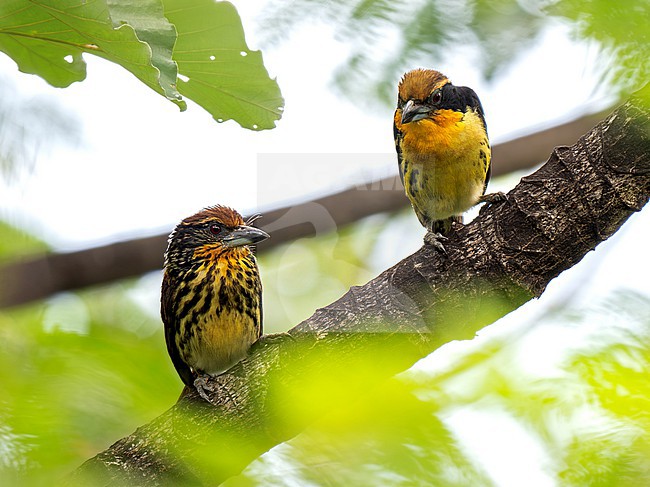 Gilded Barbet (Capito auratus punctatus) pair, female and male, perched on a branch in forest canopy stock-image by Agami/Andy & Gill Swash ,