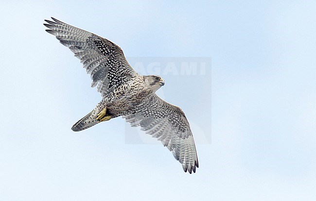 Gyrfalcon (Falco rusticolus) adult female stock-image by Agami/Dick Forsman,