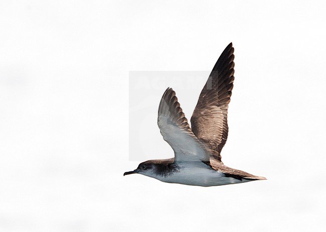 Noordse Pijlstormvogel in vlucht; Manx Shearwater (Puffinus puffinus) in flight stock-image by Agami/Marc Guyt,