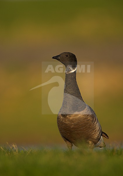 Rotgans in gras, Dark-bellied Brent Goose in gras stock-image by Agami/Danny Green,