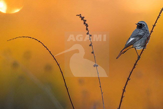 Male Black Redstart, Phoenicurus ochruros, in Italy. stock-image by Agami/Daniele Occhiato,