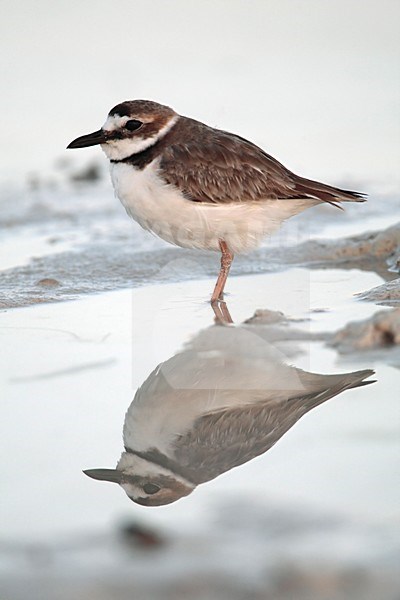 Dikbekplevier mannetje Mexico, Wilsons Plover male Mexico stock-image by Agami/Wil Leurs,