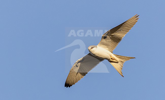 Scissor-tailed Kite (Chelictinia riocourii) in Senegal. stock-image by Agami/Ian Davies,