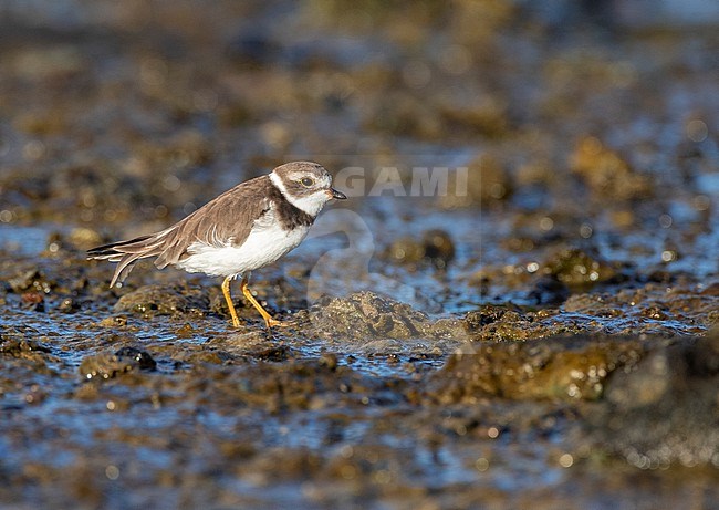 Vagrant first-winter Semipalmated Plover (Charadrius semipalmatus) on the island Terceira, Azores, Portugal. stock-image by Agami/Marc Guyt,