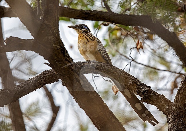 Lesser Roadrunner (Geococcyx velox) perched on a branch in forest in Mexico stock-image by Agami/Andy & Gill Swash ,
