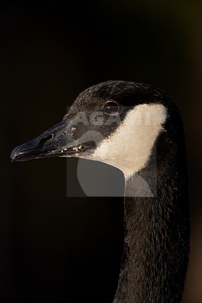 Canadese Gans close-up; Canada Goose close up stock-image by Agami/Markus Varesvuo,