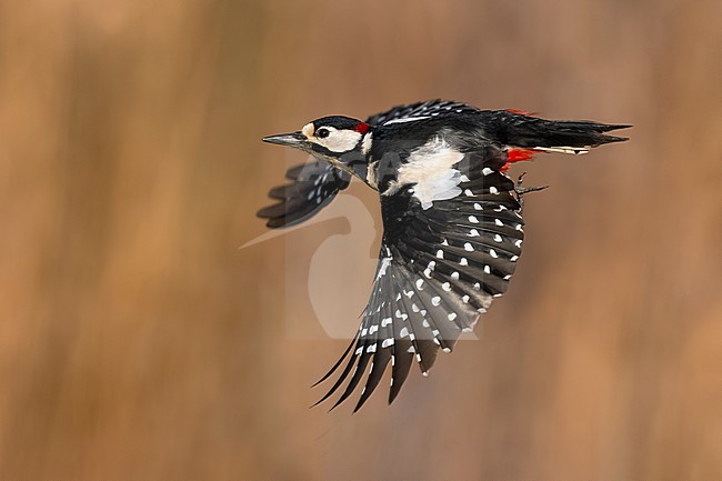 Great Spotted Woodpecker, Dendrocopos major, in Italy. stock-image by Agami/Daniele Occhiato,