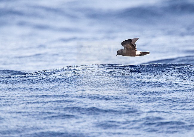 Madeiran Storm Petrel (Oceanodroma castro granti), also known as Band-rumped and Grant's Storm Petrel, flying over the ocean off Madeira in the Atlantic ocean. stock-image by Agami/Marc Guyt,