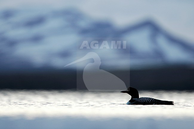 IJsduiker volwassen mannetjes zwemmend, Great Northern Loon adult males swimming stock-image by Agami/Menno van Duijn,