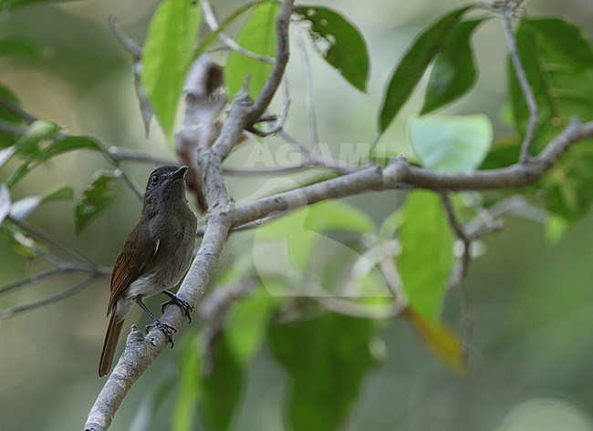 Sumba Jungle Flycatcher (Eumyias stresemanni) in Indonesia. stock-image by Agami/James Eaton,