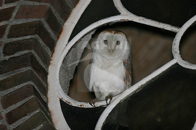 Barn Owl perched in a window; Kerkuil zittend in een raam stock-image by Agami/Chris van Rijswijk,