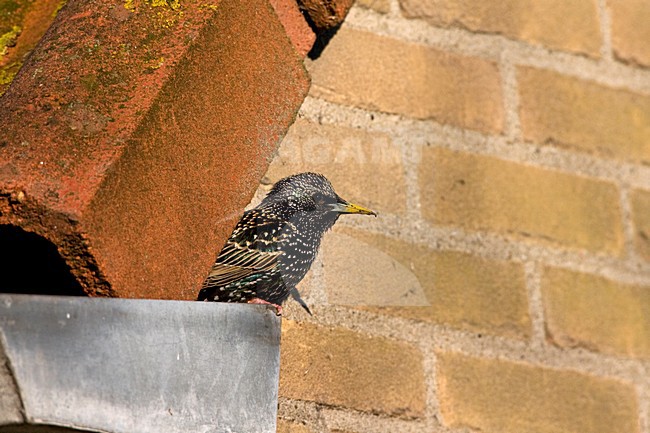 Spreeuw zittend op een dak; Common Starling perched on a roof stock-image by Agami/Marc Guyt,