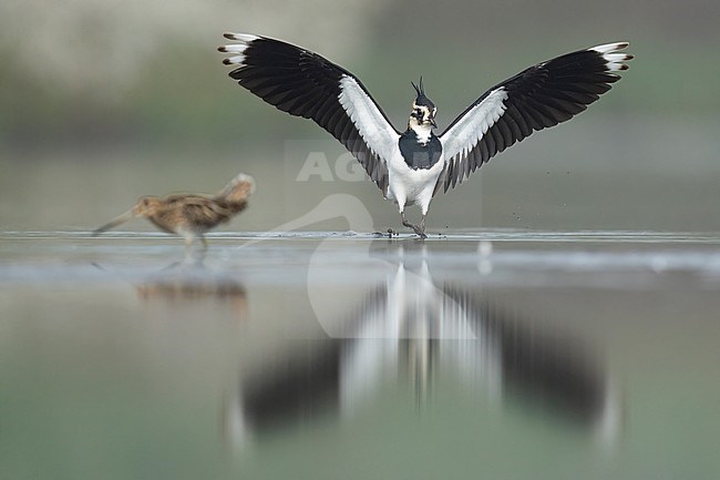 Lapwing with wings spread and Common snipe stock-image by Agami/Han Bouwmeester,