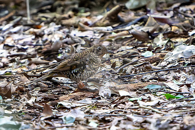 Bassian Thrush, Zoothera lunulata, in Australia. stock-image by Agami/Dani Lopez-Velasco,
