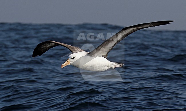 Adult Black-browed Albatross (Thalassarche melanophris) flying low over the surface of the pacific ocean off Chile. stock-image by Agami/Dani Lopez-Velasco,