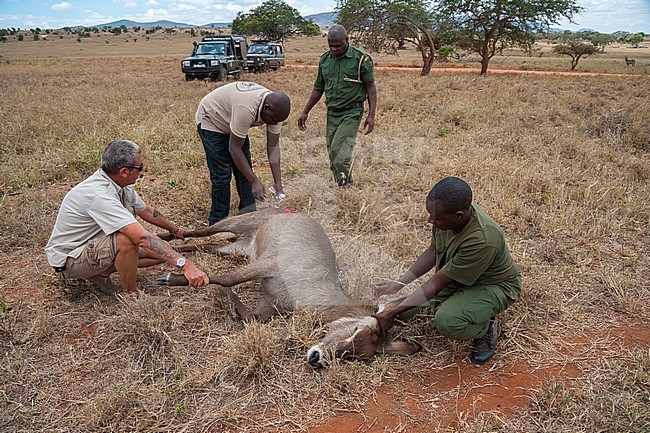 A wounded waterbuck is treated by Kenya Wildlife Services mobile veterinary unit. Voi, Kenya. stock-image by Agami/Sergio Pitamitz,