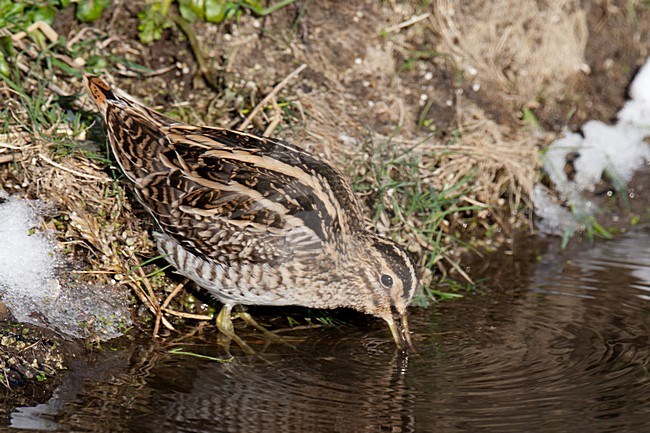 Watersnip in slootkant; Common Snipe in side of ditch stock-image by Agami/Arnold Meijer,