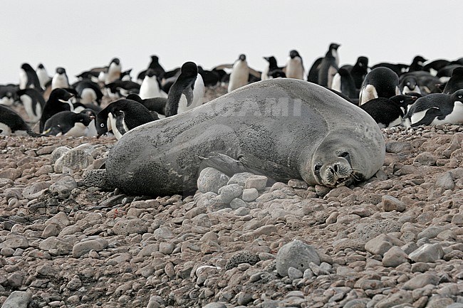 Weddell seal (Leptonychotes weddellii) stock-image by Agami/Pete Morris,