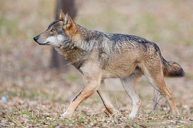 Italian Wolf (Canis lupus italicus), captive animal walking, Civitella Alfedena, Abruzzo, Italy stock-image by Agami/Saverio Gatto,
