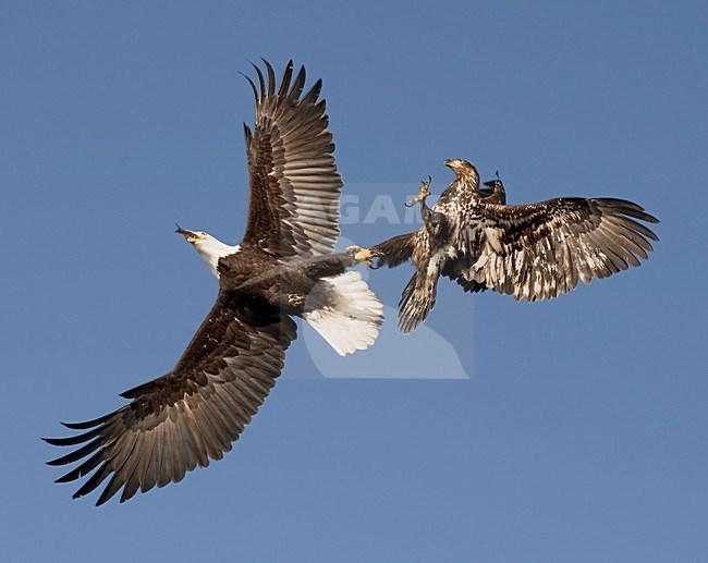Amerikaanse Zeearenden vechtend in de lucht, Bald Eagles fighting while flying stock-image by Agami/David Hemmings,