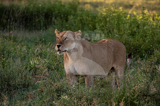 A lioness, Panthera leo, looking at the distance. Ndutu, Ngorongoro Conservation Area, Tanzania. stock-image by Agami/Sergio Pitamitz,