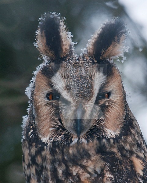 Ransuil close-up; Long-eared Owl close-up stock-image by Agami/Han Bouwmeester,
