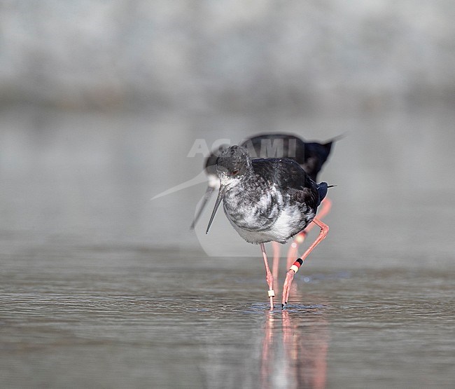 Immature Black Stilt (Himantopus novaezelandiae) wading in river delta in Glentanner Park, Mackenzie Basin, South Island, New Zealand. Known as Kaki in Maori and critically endangered. stock-image by Agami/Marc Guyt,