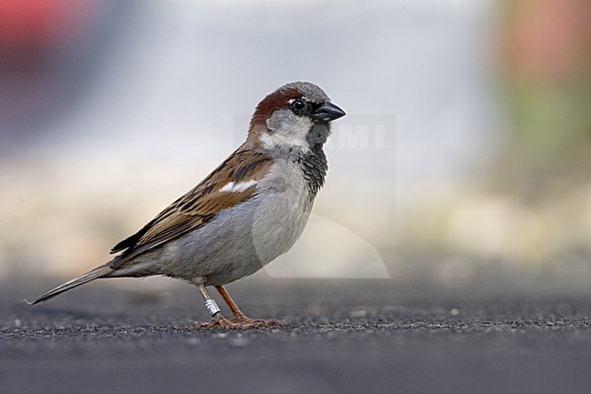 House Sparrow; Huismus stock-image by Agami/Marc Guyt,