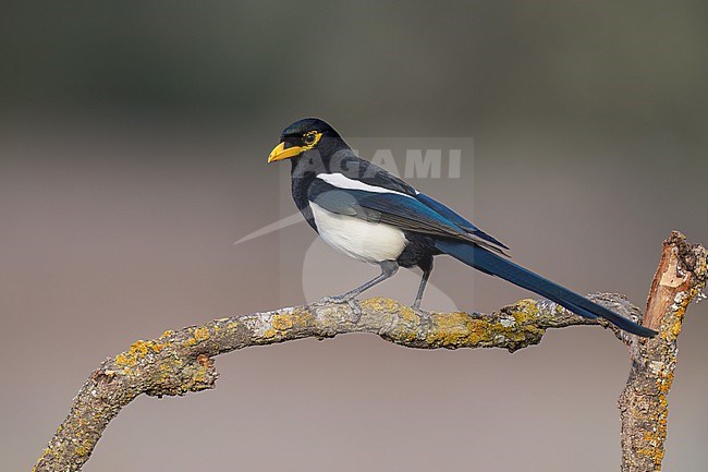 Adult
Santa Barbara Co., CA
November 2022 stock-image by Agami/Brian E Small,
