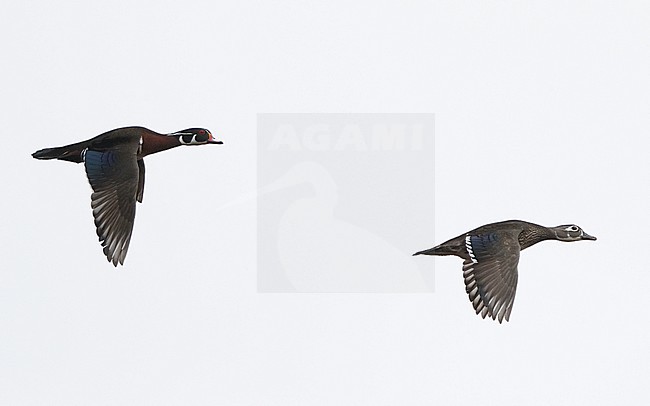 Pair of Wood Duck (Aix sponsa) in flight at New Jersey, USA stock-image by Agami/Helge Sorensen,