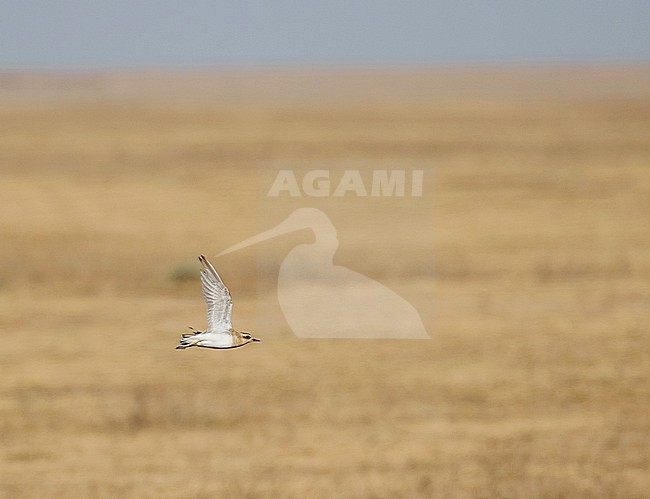 Wintering Caspian Plover (Charadrius asiaticus) in Tanzania. stock-image by Agami/Pete Morris,