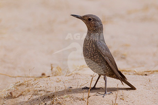Passero solitario; Blue Rock Thrush; Monticola solitarius stock-image by Agami/Daniele Occhiato,