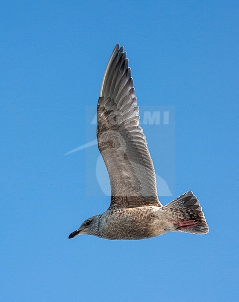 Second calendar year Slaty-backed Gull (Larus schistisagus) on Hokkaido, Japan. In flight, seen from below. stock-image by Agami/Marc Guyt,