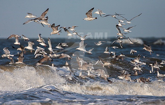 Flock of wintering gulls, including European Herring Gull (Larus argentatus), foraging in the surf off the beach in Katwijk in the Netherlands. stock-image by Agami/Marc Guyt,