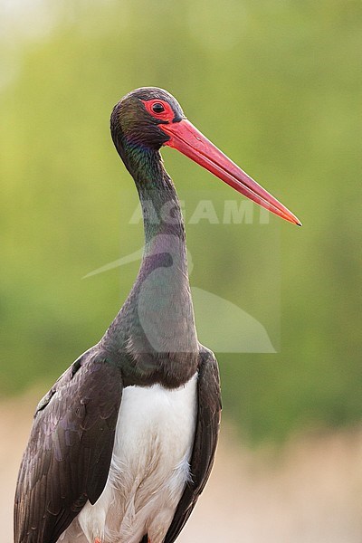 Zwarte Ooievaar volwassen staand; Black Stork adult standing stock-image by Agami/Marc Guyt,
