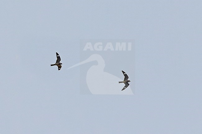 Antillean Nighthawk, Chordeiles gundlachii, in Puerto Rico. Two Nighthawks in flight. stock-image by Agami/Pete Morris,