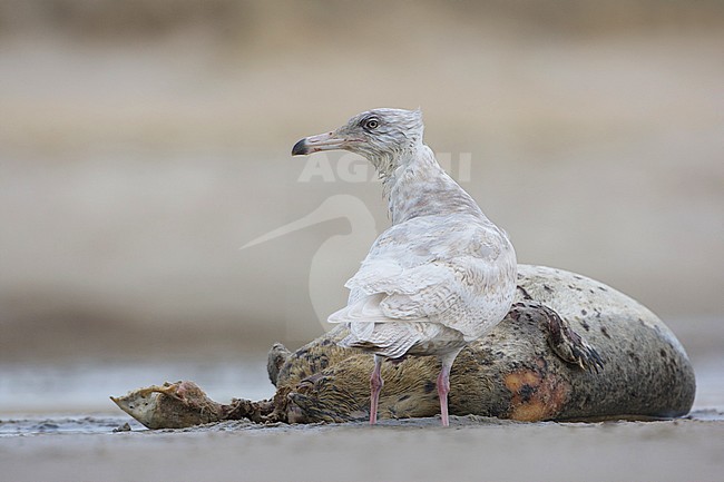 Grote Burgemeester; Glaucous Gull; Larus hyperboreus stock-image by Agami/Arie Ouwerkerk,