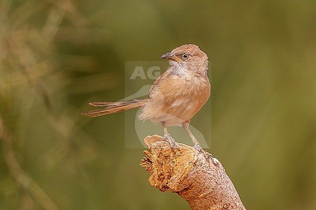 Juvenile South-western Fulvous Chatterer (Argya fulva buchanani) perched on a trunk near Atar in Northern Mauritania. stock-image by Agami/Vincent Legrand,