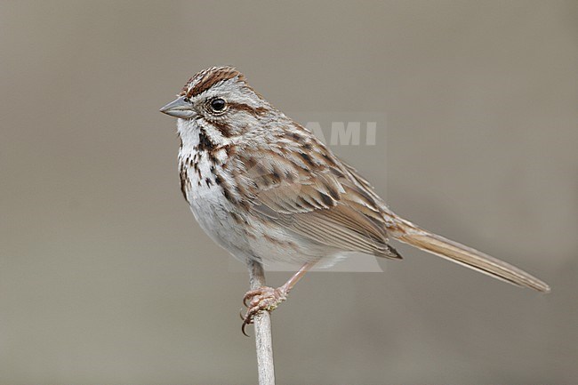 Song Sparrow (Melospiza melodia melodia) at Great Swamp in New Jersey, USA. Perched on a twig. stock-image by Agami/Helge Sorensen,