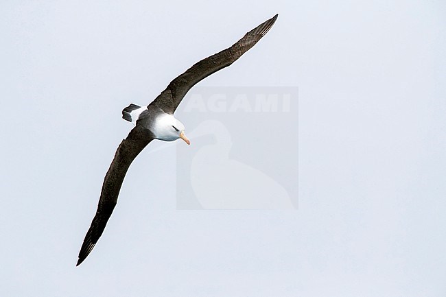 Adult Campbell Albatross (Thalassarche impavida), also known as Campbell Mollymawk, in flight above the southern Pacific ocean of New Zealand. stock-image by Agami/Marc Guyt,