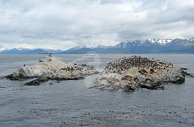 Beagle Channel, Tierra del Fuego, Patagonia, Argentina stock-image by Agami/Eduard Sangster,