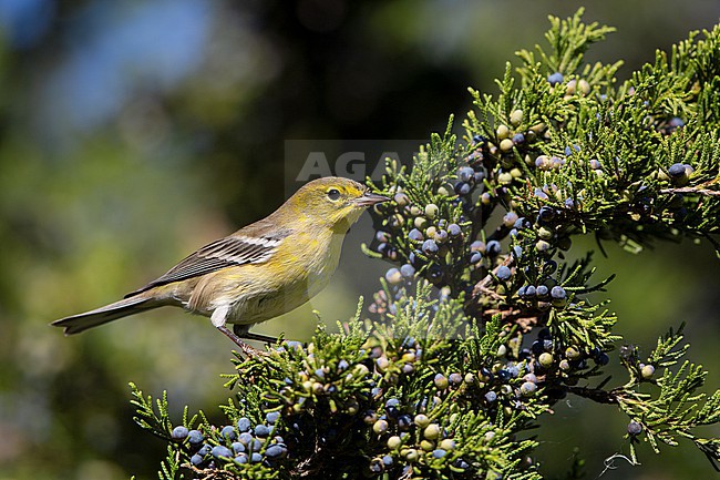 Pine Warbler (Setophaga pinus) at Cape May, New Jersey, USA stock-image by Agami/Helge Sorensen,