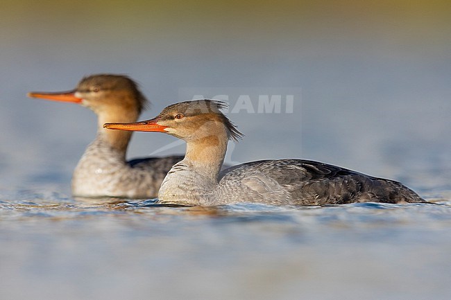 Red-breasted Merganser (Mergus serrator),  side view of two female-like birds swimming, Campania, Italy stock-image by Agami/Saverio Gatto,