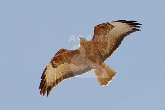 Steppebuizerd in vlucht; Steppe Buzzard in flight stock-image by Agami/Daniele Occhiato,